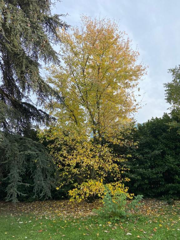 Zahrada ubytování Acero Giallo
