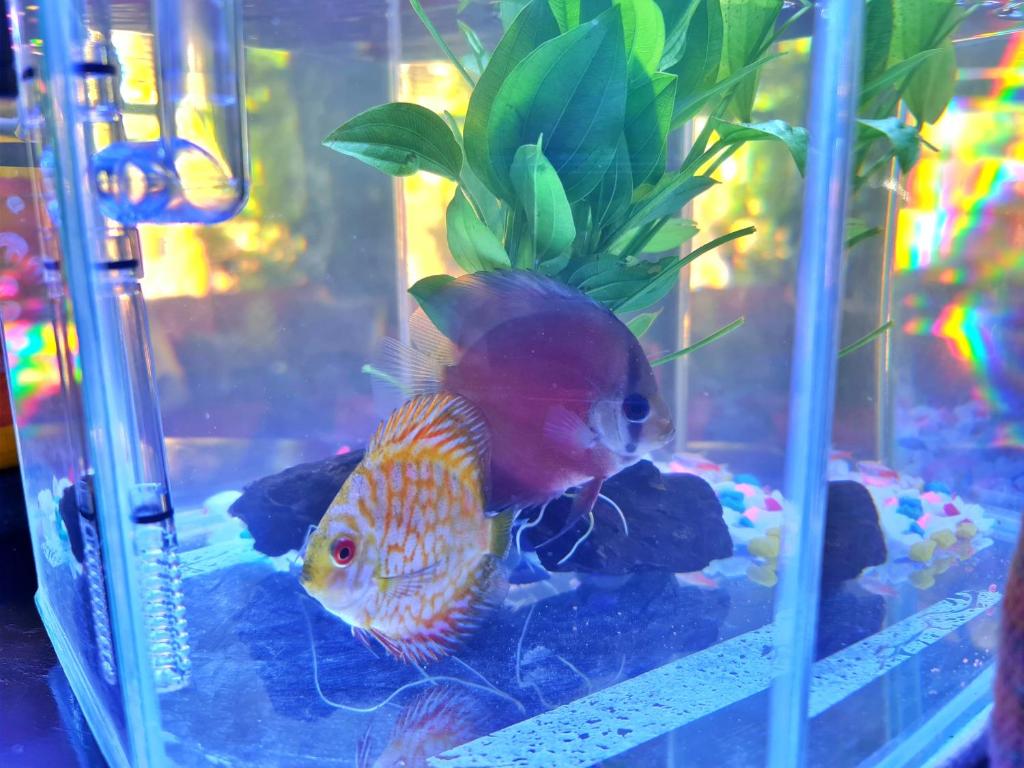 Bed and Terrace Guesthouse Chiang Mai - Resim 36