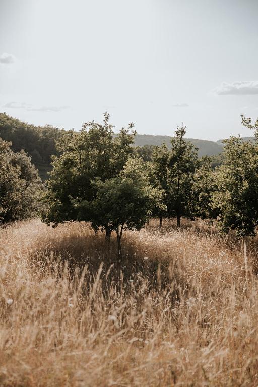 a field of tall grass with trees in it at Domaine St-Amand in Saint-Amand-de-Coly