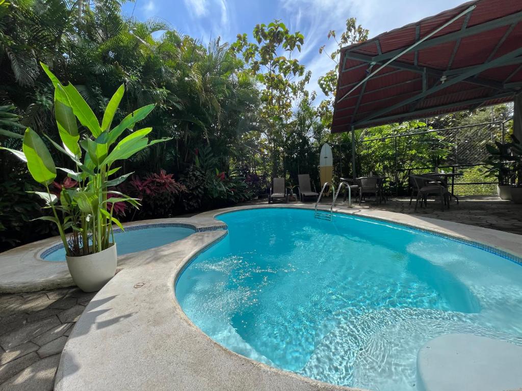 - une piscine avec une plante en pot à côté dans l'établissement La Jungla, à Carrillo