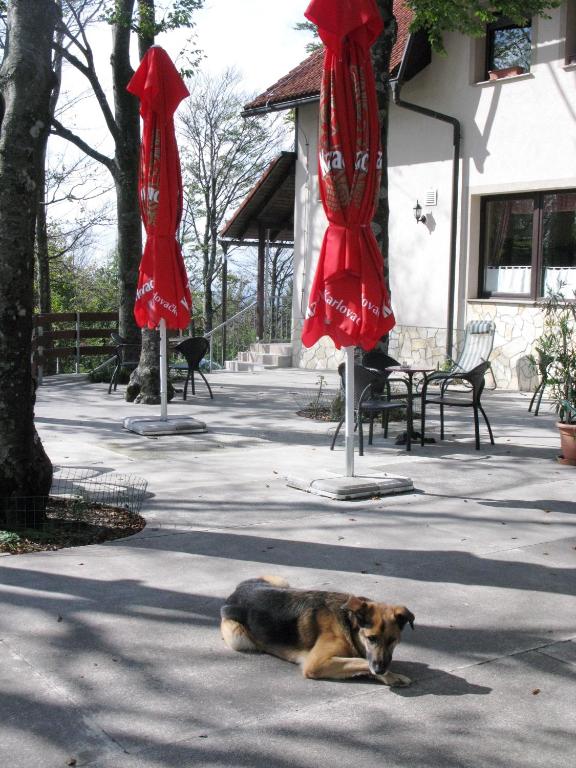 Domácí mazlíčci ubytovaní s hosty v ubytování Planinarski Centar Petehovac