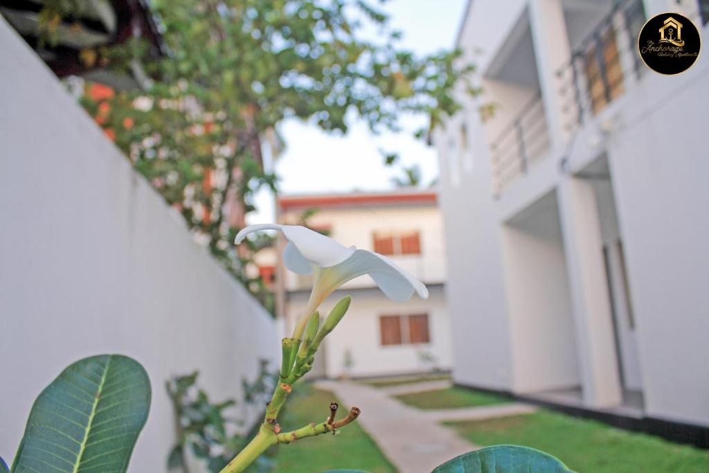 a white bird perched on top of a tree branch at The Anchorage Holiday Apartments - Negombo in Negombo