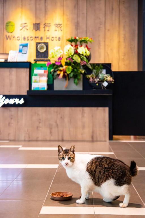 Domácí mazlíčci ubytovaní s hosty v ubytování Wholesome Hotel