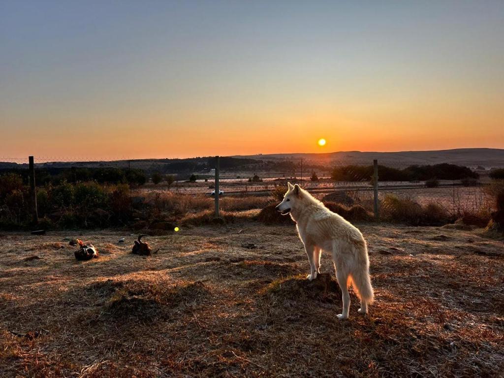 einem Hund, der bei Sonnenuntergang auf einem Feld steht in der Unterkunft Raptor's View Dullstroom in Dullstroom