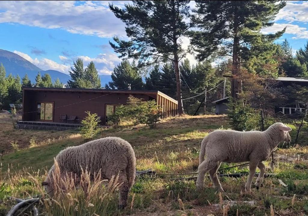 dois ovinos pastando em um campo em frente a uma casa em Turismo y Cabañas Dragon de La Patagonia em Cochrane