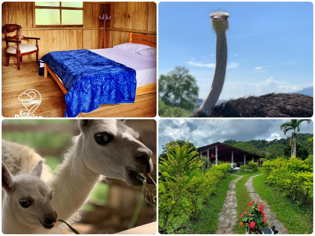 a collage of pictures of animals and a bird at Finca Ecoparaiso in Ibagué