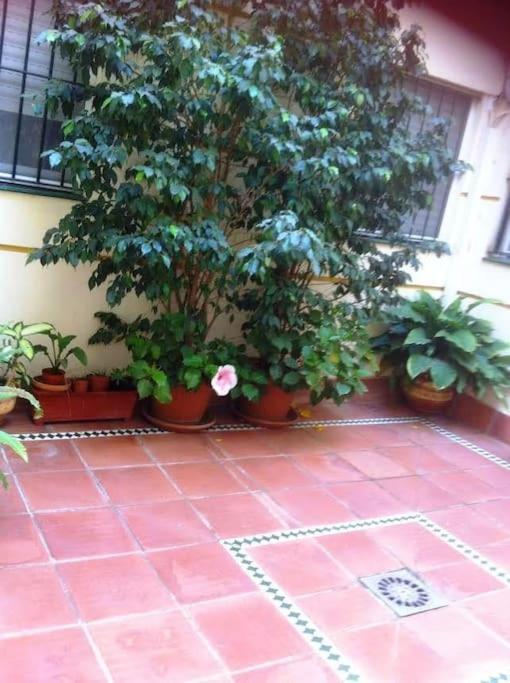 Vonkajšia záhrada v ubytovaní Apartamento Paola