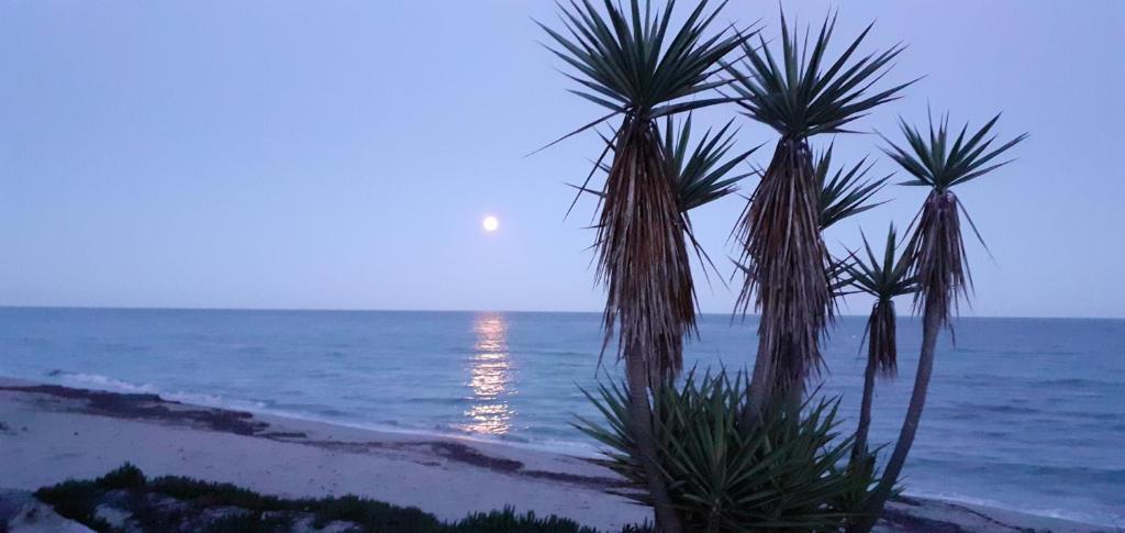 dwie palmy na plaży w pobliżu oceanu w obiekcie Esperanza w mieście Moriani-Plage