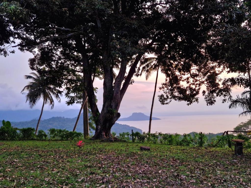 a tree in a field with a swing at World's View Wild Camping Salaszoi, Principe Island in Santo António