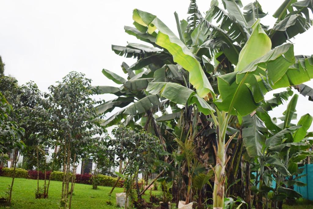 Zahrada ubytování THE PLANTAINS PLACE