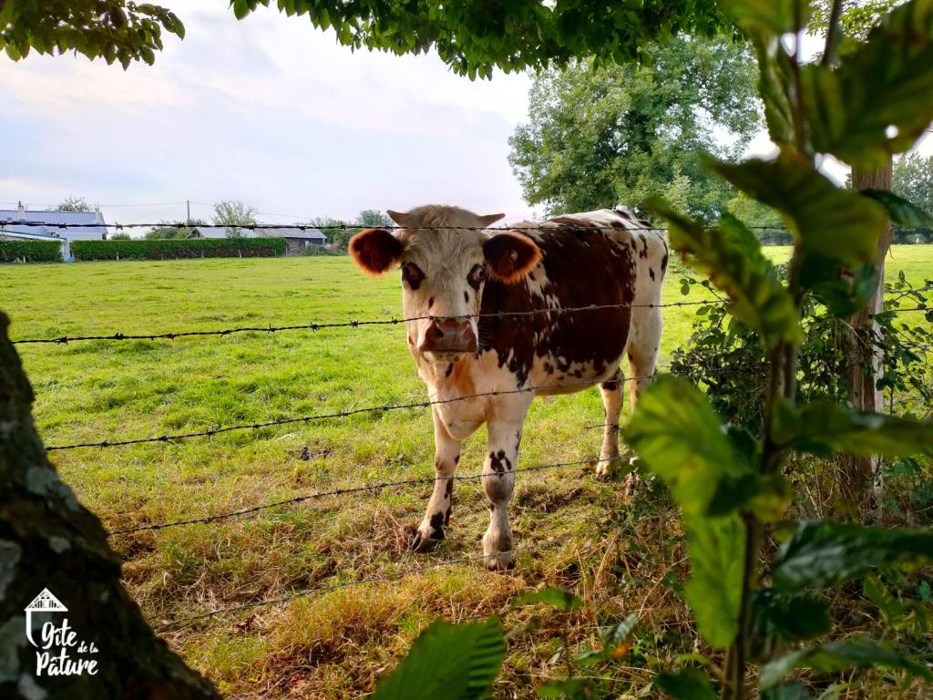 Zvieratá v dovolenkovom dome alebo blízkom okolí