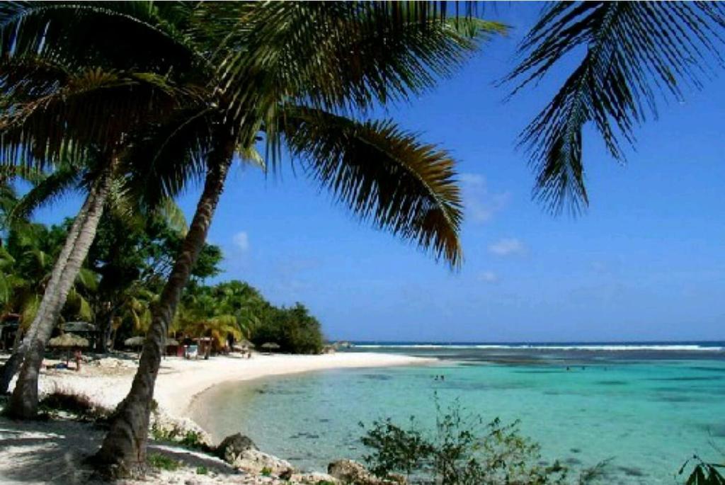 - une plage avec 2 palmiers et l'océan dans l'établissement Anse des rochers - Ti Kaz MiLouMa, à Saint-François