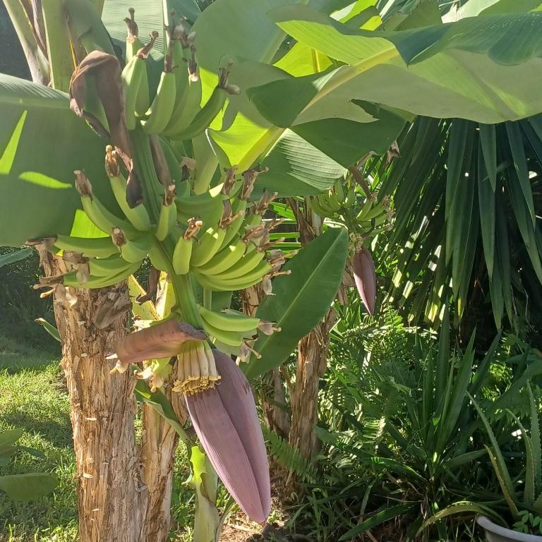 Zahrada ubytování TI coin de paradis Frangipanier
