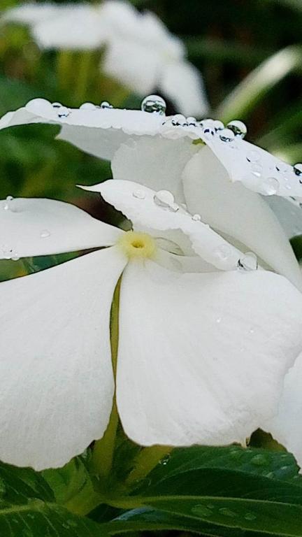 Fotografie z fotogalerie ubytování Ti coin de paradis Ylang Ylang v destinaci Le Diamant