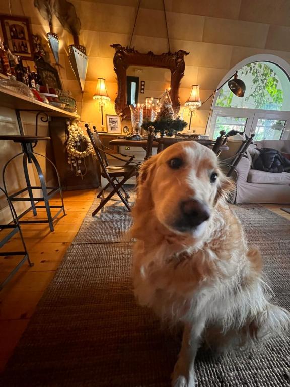 Zwierzęta zatrzymujące się w obiekcie Anerada inn Suites & Spa - Pet Friendly