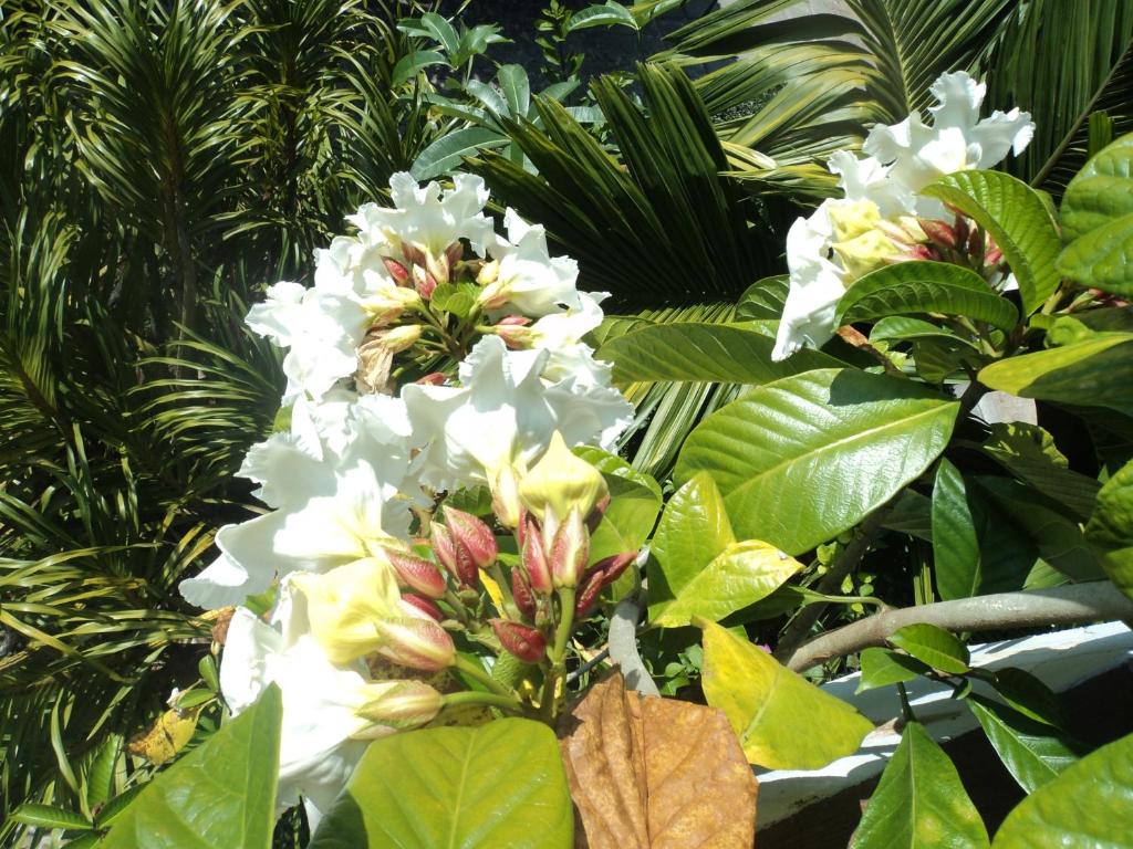 Zahrada ubytování Pratum Resort