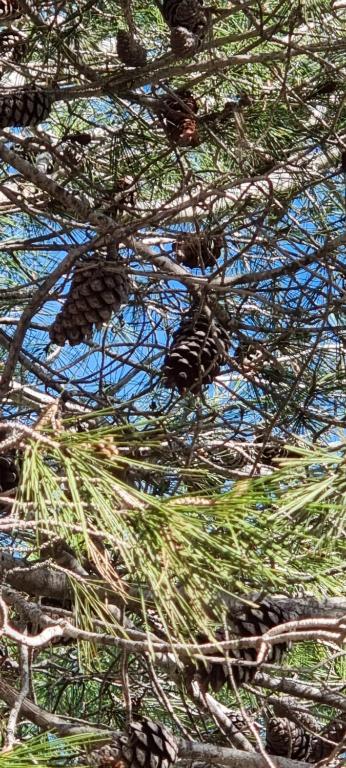 a pine tree with its branches and leaves at Salamar Saler Golf in El Saler