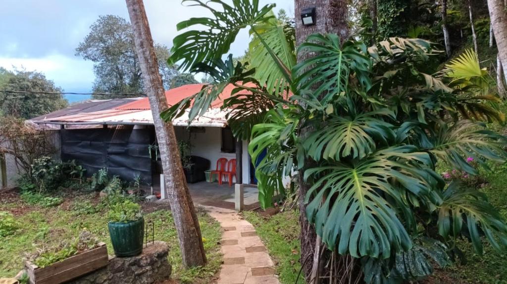 a house with a palm tree in front of it at Hostal El Calvario del Bosque, Aldea Las Cruces, Cobán 