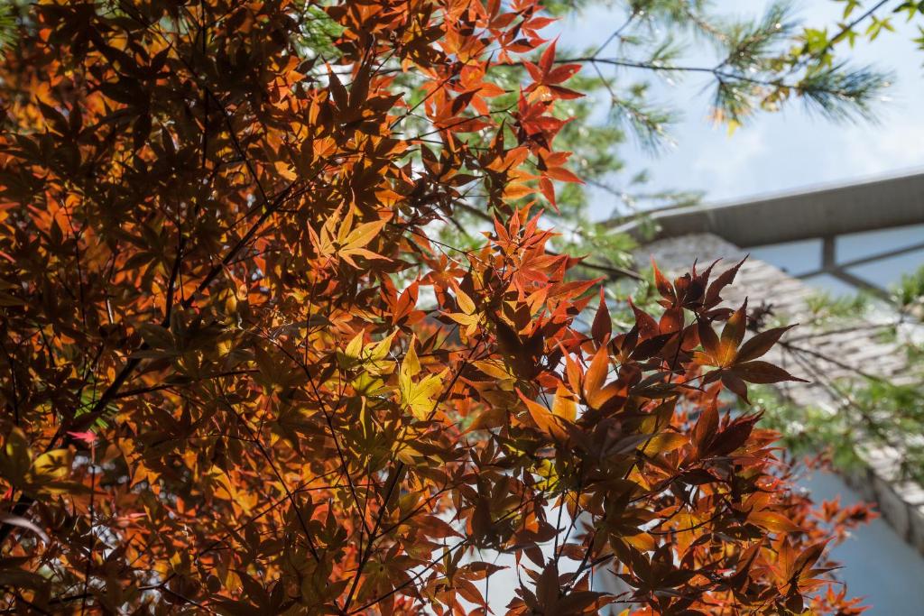 a tree with orange and yellow leaves on it at Naluwan Villa in Ren&#39;ai