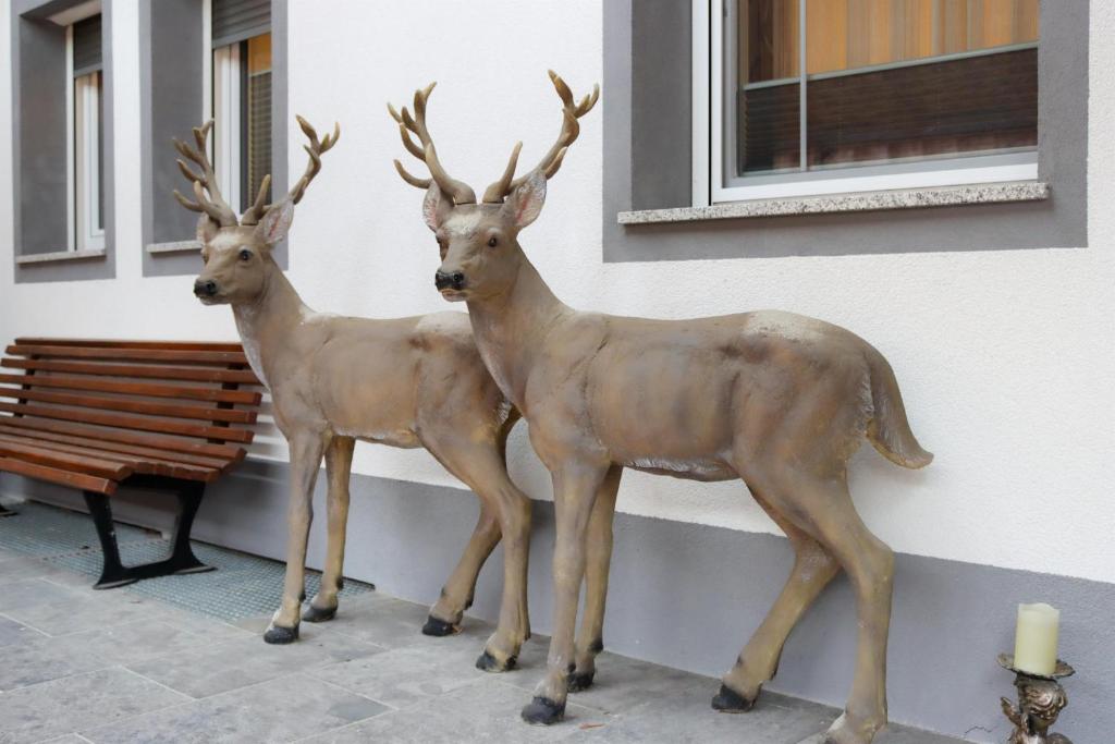 Zvířata v apartmánu nebo okolí