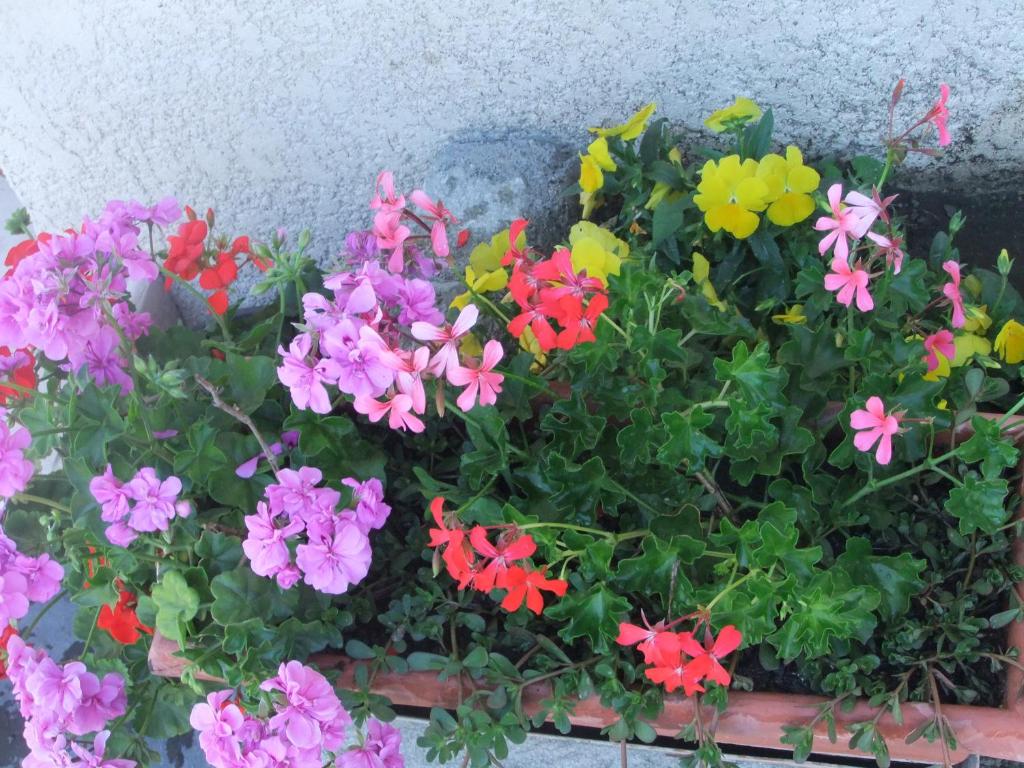 Zahrada ubytování Gîte Les Grands Champs