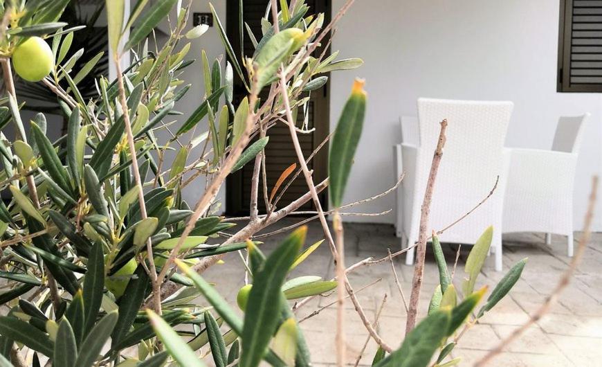 a plant with green leaves in front of a building at Hotel Rosamar - Emar Hotels in Es Pujols