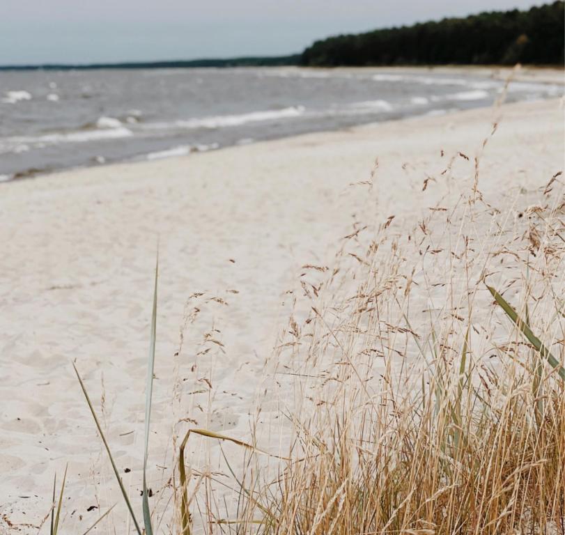 a sandy beach with tall grass in front of the water at Breeze Albatross in Ķesterciems