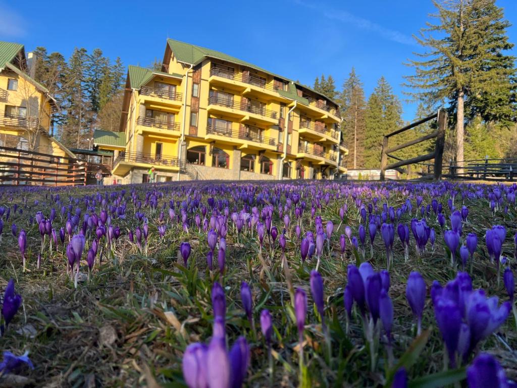 un champ de fleurs violettes devant un bâtiment dans l'établissement Hotel OHMA - Casa Viorel, à Poiana Brasov