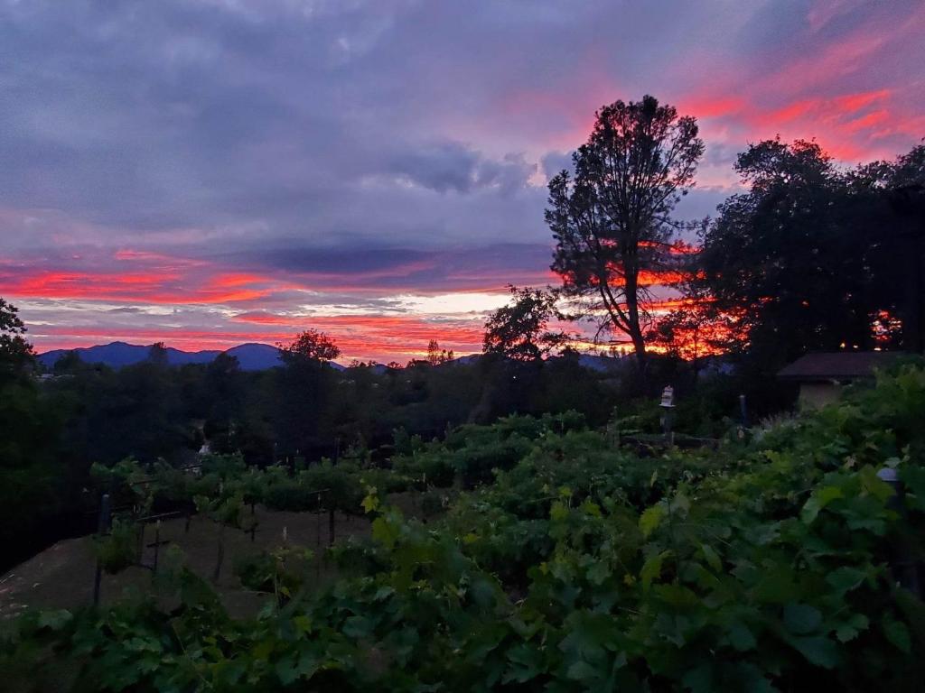 einen Sonnenuntergang über einem Weinberg auf einem Weingut in der Unterkunft The God Spa in Redding