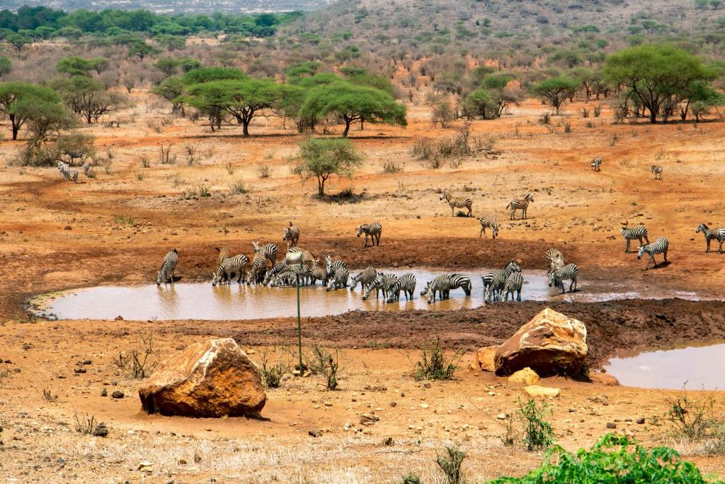 un troupeau de zèbres et d’autres animaux dans un trou d’eau dans l'établissement Kilaguni Serena Safari Lodge, à Tsavo
