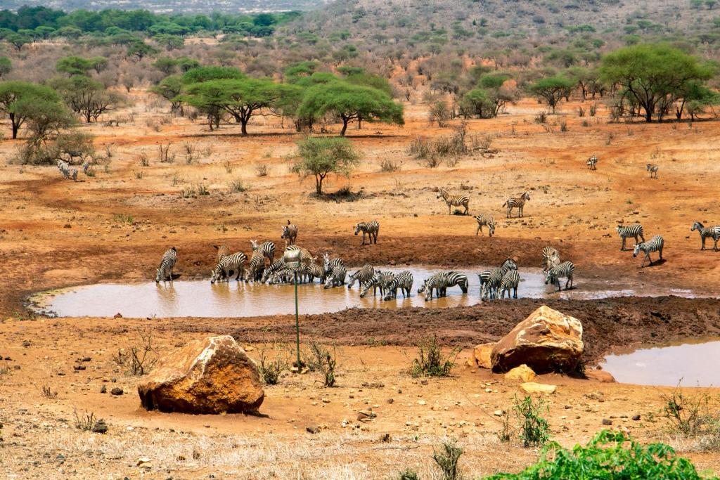 una manada de cebras y otros animales en un abrevadero en Kilaguni Serena Safari Lodge en Tsavo