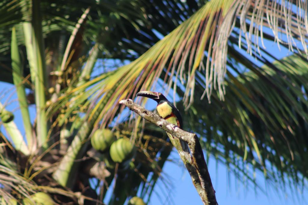 Fotografie z fotogalerie ubytování Hotel Serendipity v destinaci Tortuguero