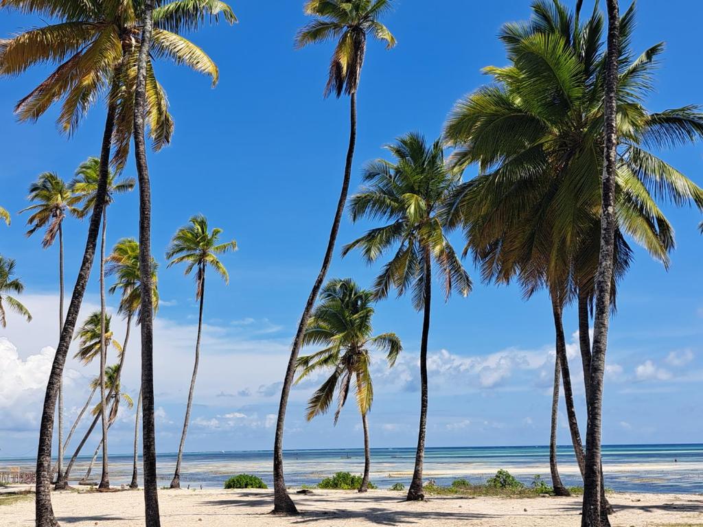 a group of palm trees on a beach at Mudi House in Jambiani