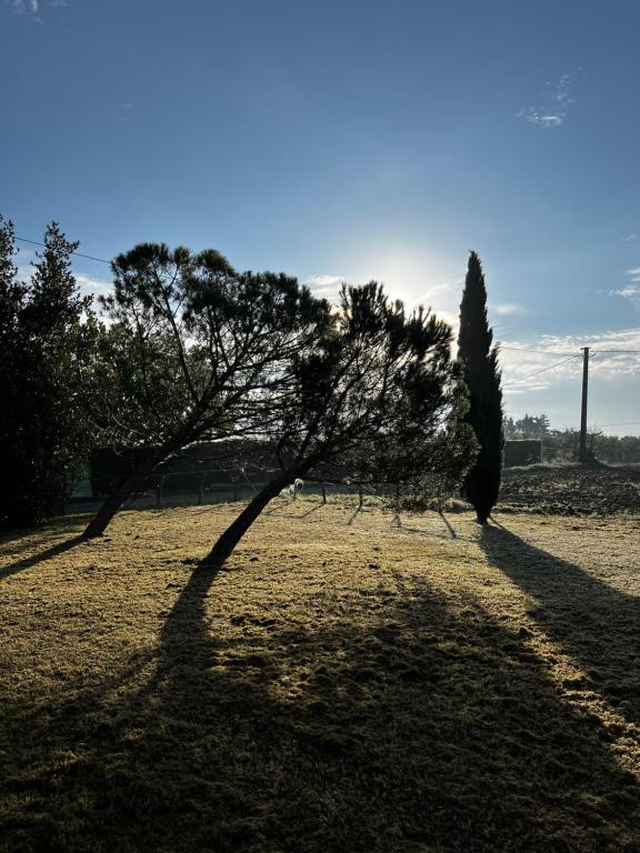 Ein Baum mitten auf einem Feld in der Unterkunft La casa terra dei sogni in Castiglione del Lago