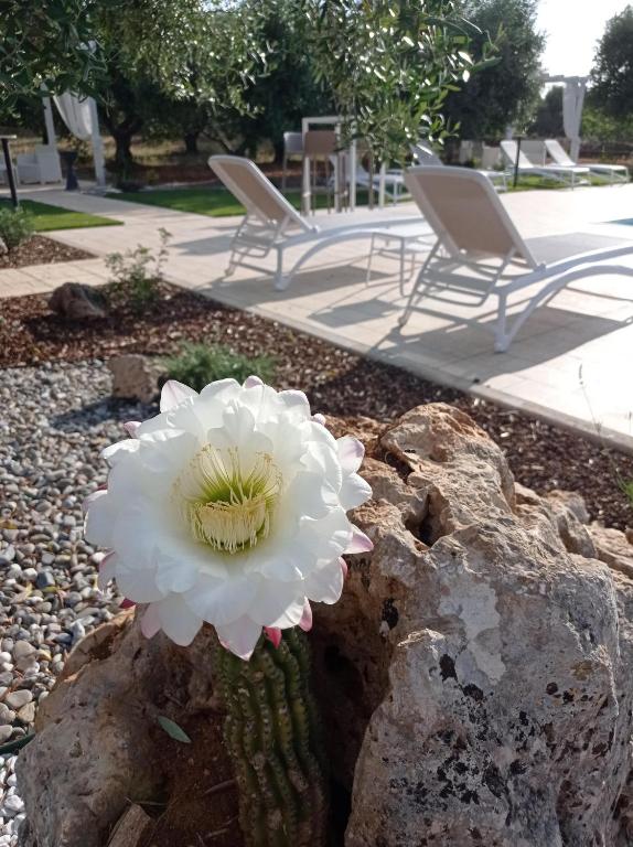 A garden outside Dimora Pianelle