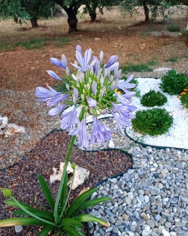 A garden outside Dimora Pianelle