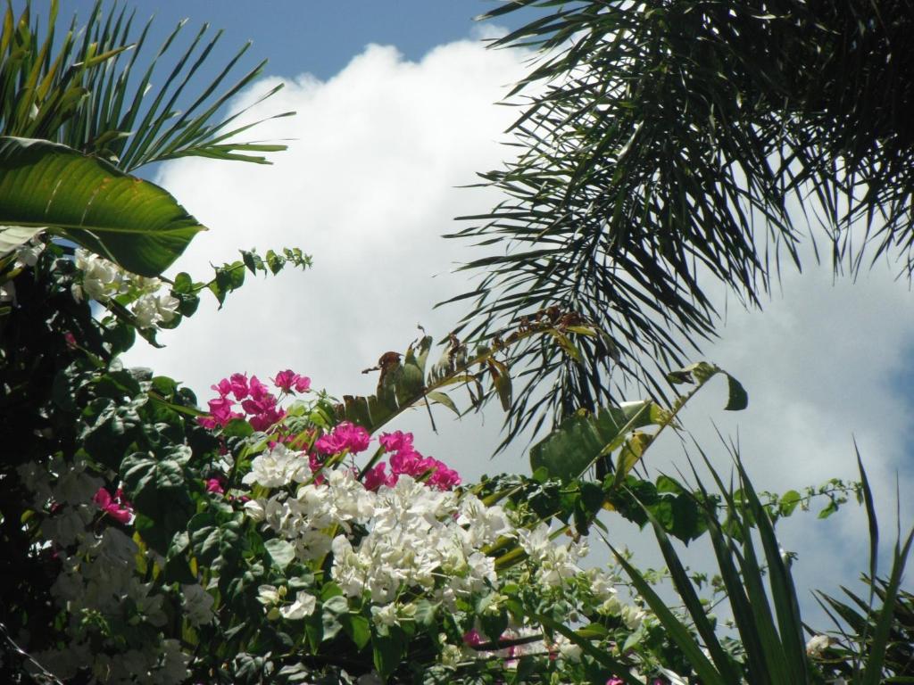 Zahrada ubytování Classique International in Dominica