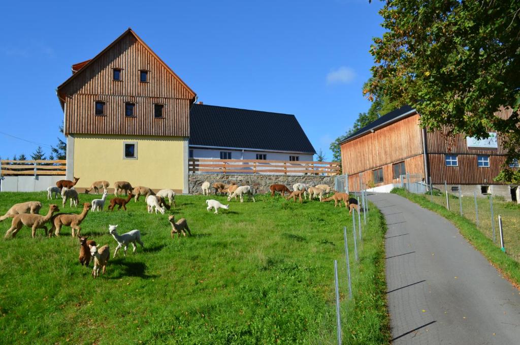 uma manada de cabras a pastar num campo junto a um celeiro em Ferienhaus Alpaka Glück em Frauenstein