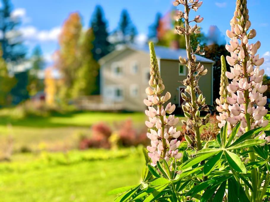 a bush with pink flowers in front of a house at Fantastisch familiehuis met sauna aan het water in Föllinge