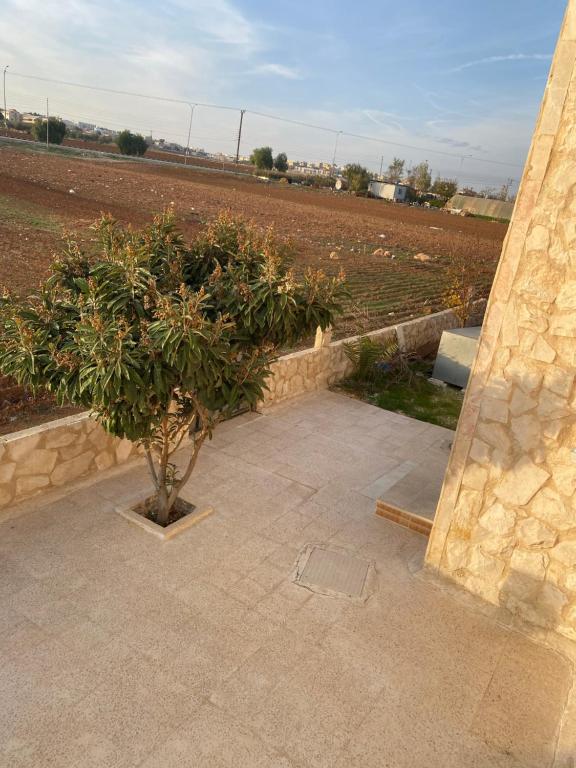 a small tree sitting next to a stone wall at Apartment in madba in Madaba