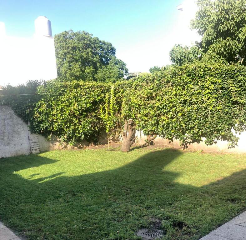 un árbol en medio de un patio en Casa FRENCH. en Mar del Plata