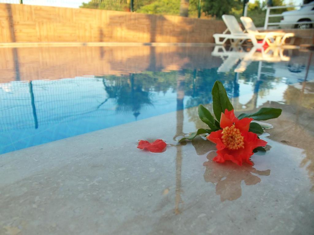 Kolam renang di atau di dekat Gülce Family Aparthotel