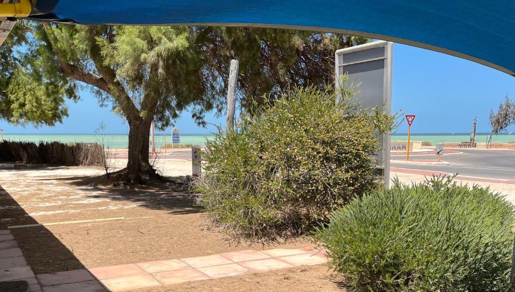 un árbol y arbustos en una acera al lado de una calle en Wildsights Beach Units, en Denham