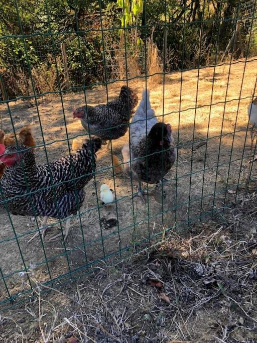 Zvieratá v horskej chate alebo blízkom okolí