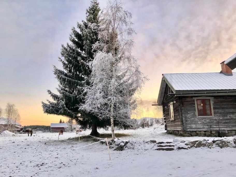 a snow covered tree next to a cabin at Log Cabin from 1820s with wood-heated sauna in Hassela