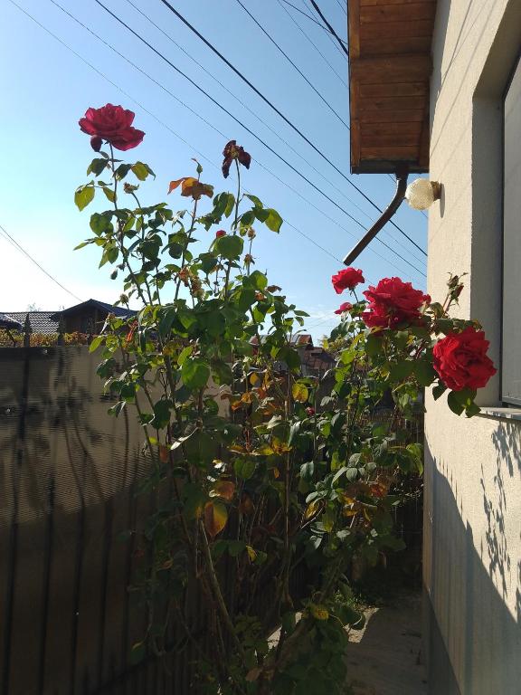 un arbusto de rosas rojas creciendo junto a una pared en CASA LAVANDEI, en Campina