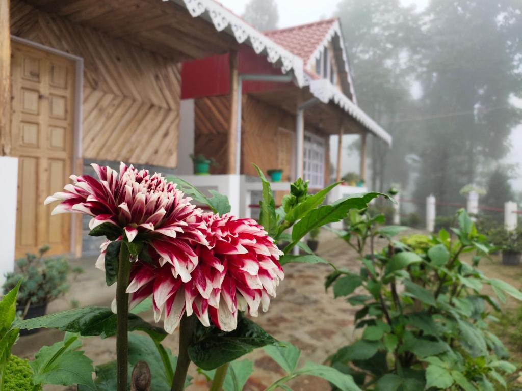 Aed väljaspool majutusasutust Boho Homestay, Rangbhang