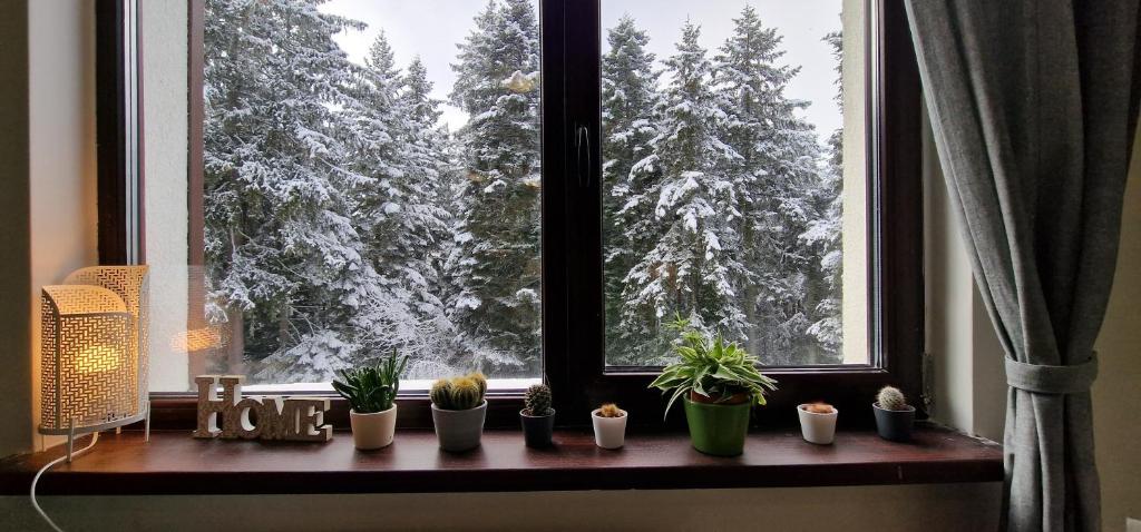 una ventana con un montón de plantas sentadas en un alféizar de la ventana en Pine Tree Apartment / Borovets Gardens, en Borovets