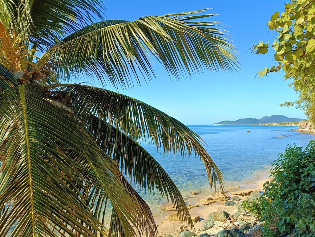 vista su una spiaggia con una palma di Lazy Guesthouse a Vieques
