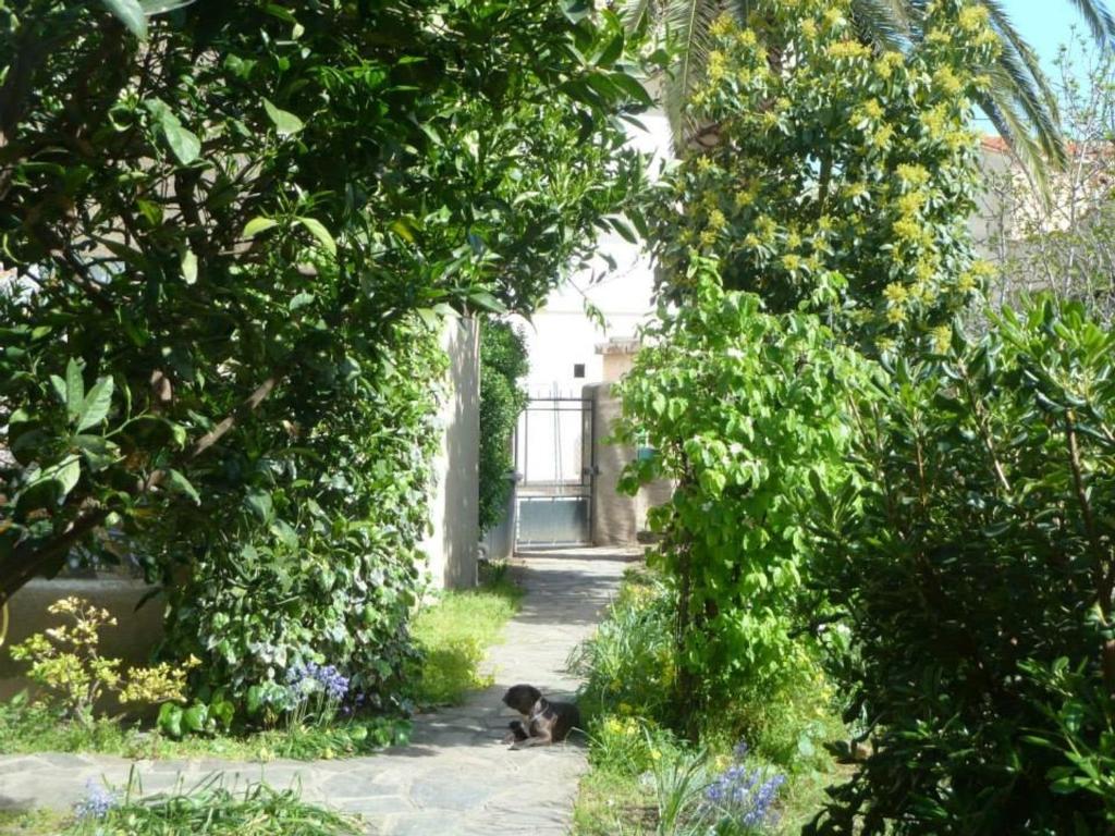 バニュルス・シュル・メールにあるMaison Banyuls-sur-Mer, 4 pièces, 6 personnes - FR-1-309-34の庭の小道に寝た犬